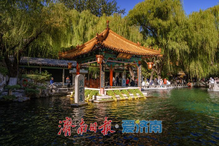 一年四季 泉在济南丨趵突泉金秋菊展盛装绽放,游客市民共赏千菊争艳