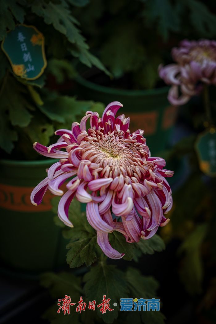 一年四季 泉在济南丨趵突泉金秋菊展盛装绽放,游客市民共赏千菊争艳