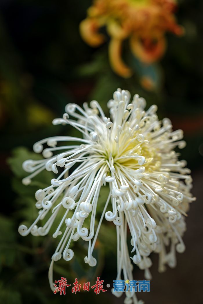 一年四季 泉在济南丨趵突泉金秋菊展盛装绽放,游客市民共赏千菊争艳