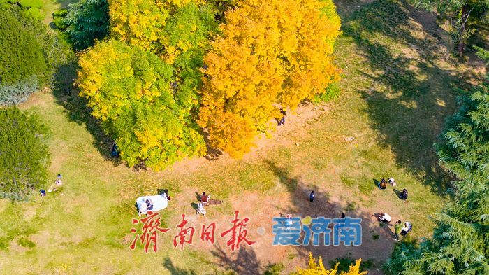 森林公园秋色如画 金黄银杏与巨型白蜡树引客来