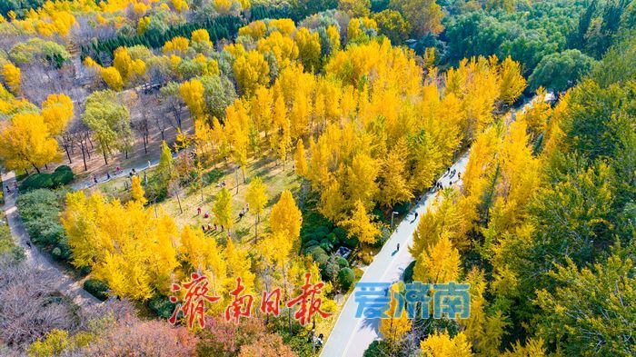 森林公园秋色如画 金黄银杏与巨型白蜡树引客来