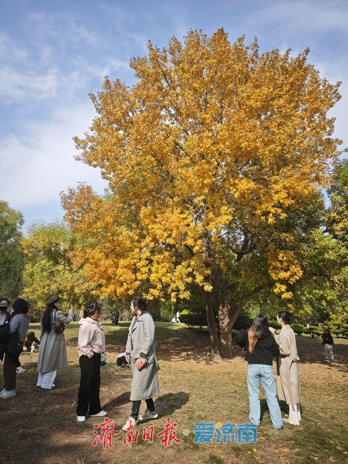 森林公园秋色如画 金黄银杏与巨型白蜡树引客来