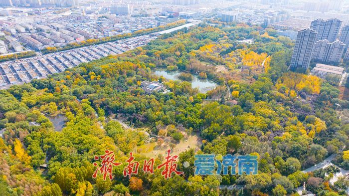 森林公园秋色如画 金黄银杏与巨型白蜡树引客来