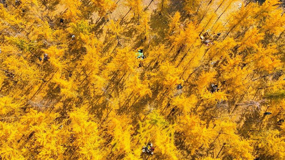 泉城气温回暖 黄河岸畔现“金色巨龙”奇观