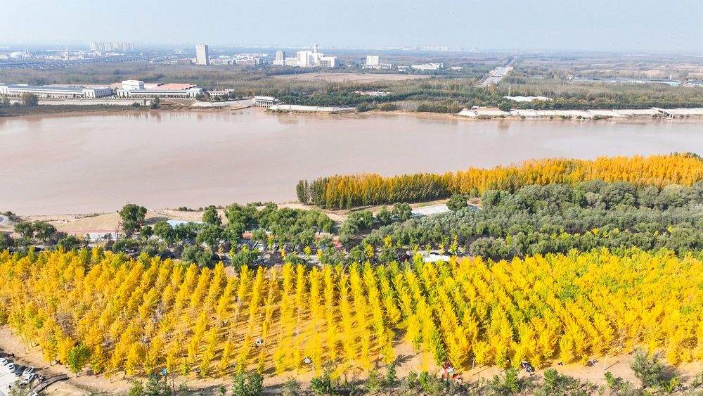 泉城气温回暖 黄河岸畔现“金色巨龙”奇观
