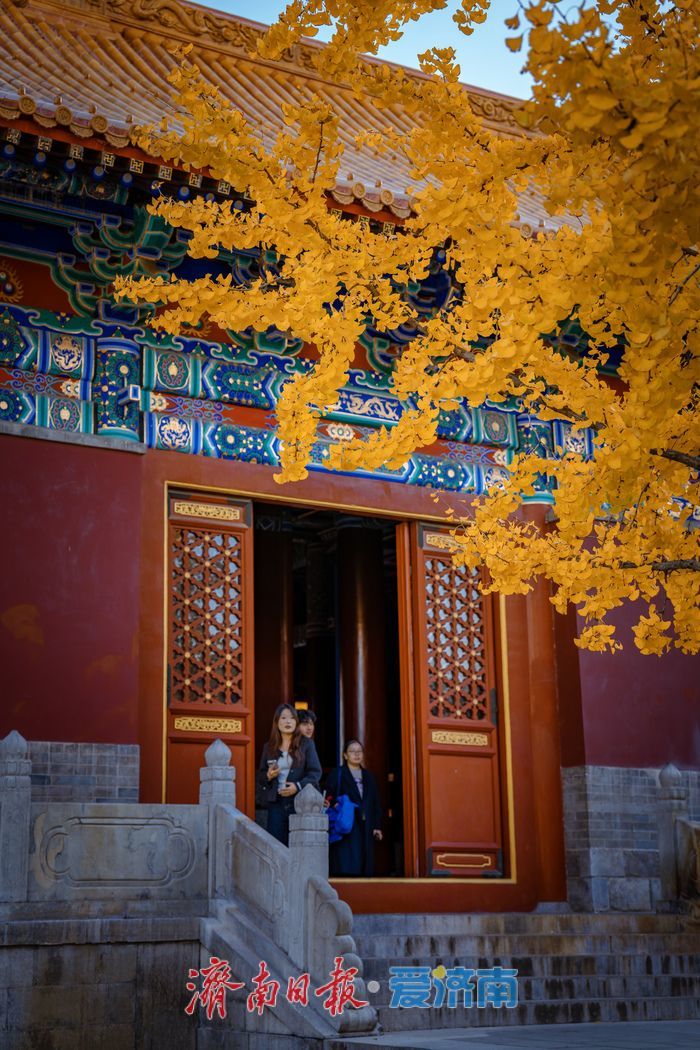 银杏金黄映红墙,济南府学文庙尽显秋韵