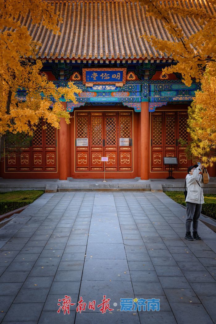 银杏金黄映红墙,济南府学文庙尽显秋韵