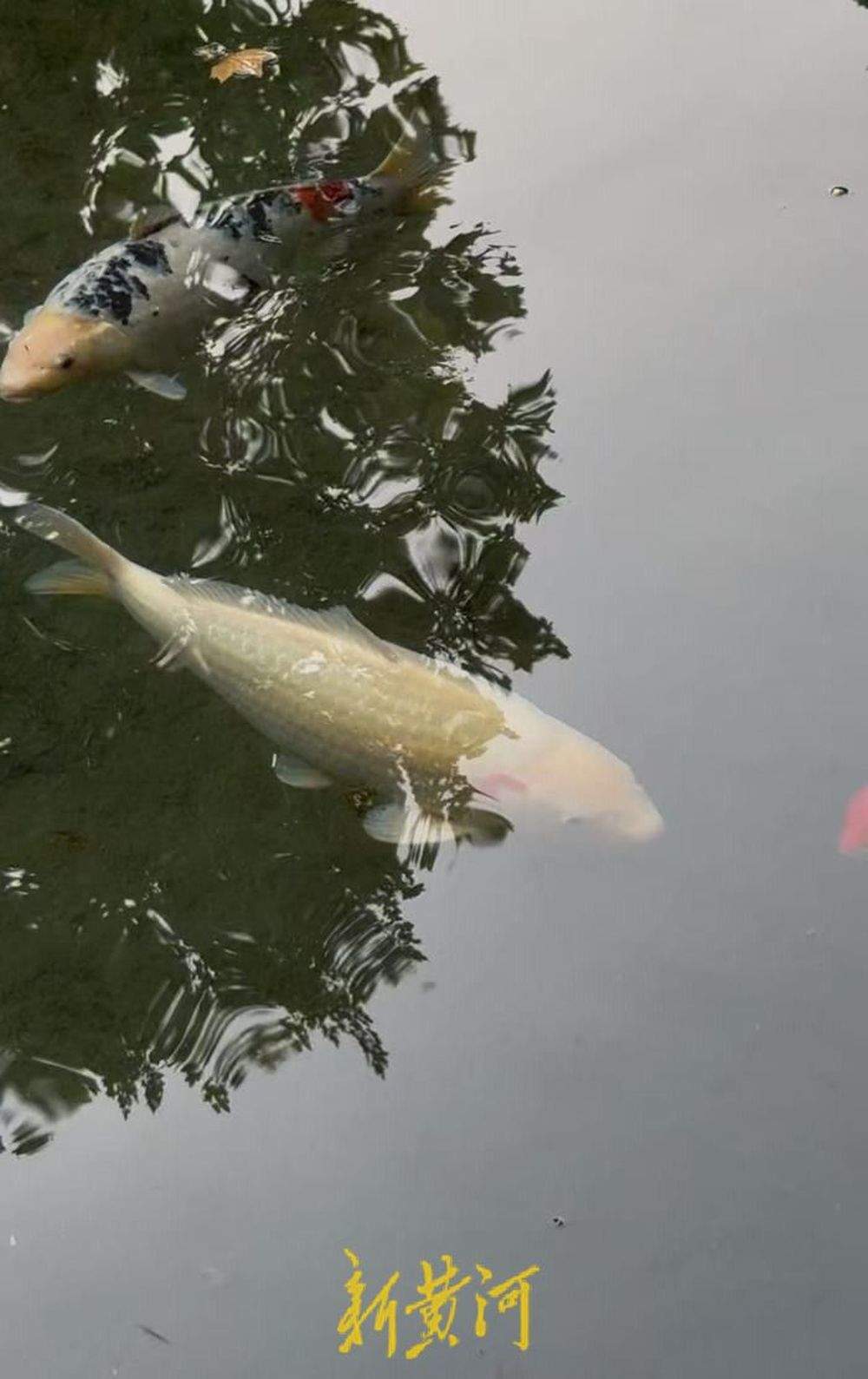 趵突泉“猪鲤”超重，景区工作人员友情提示“再喂就嘎了”