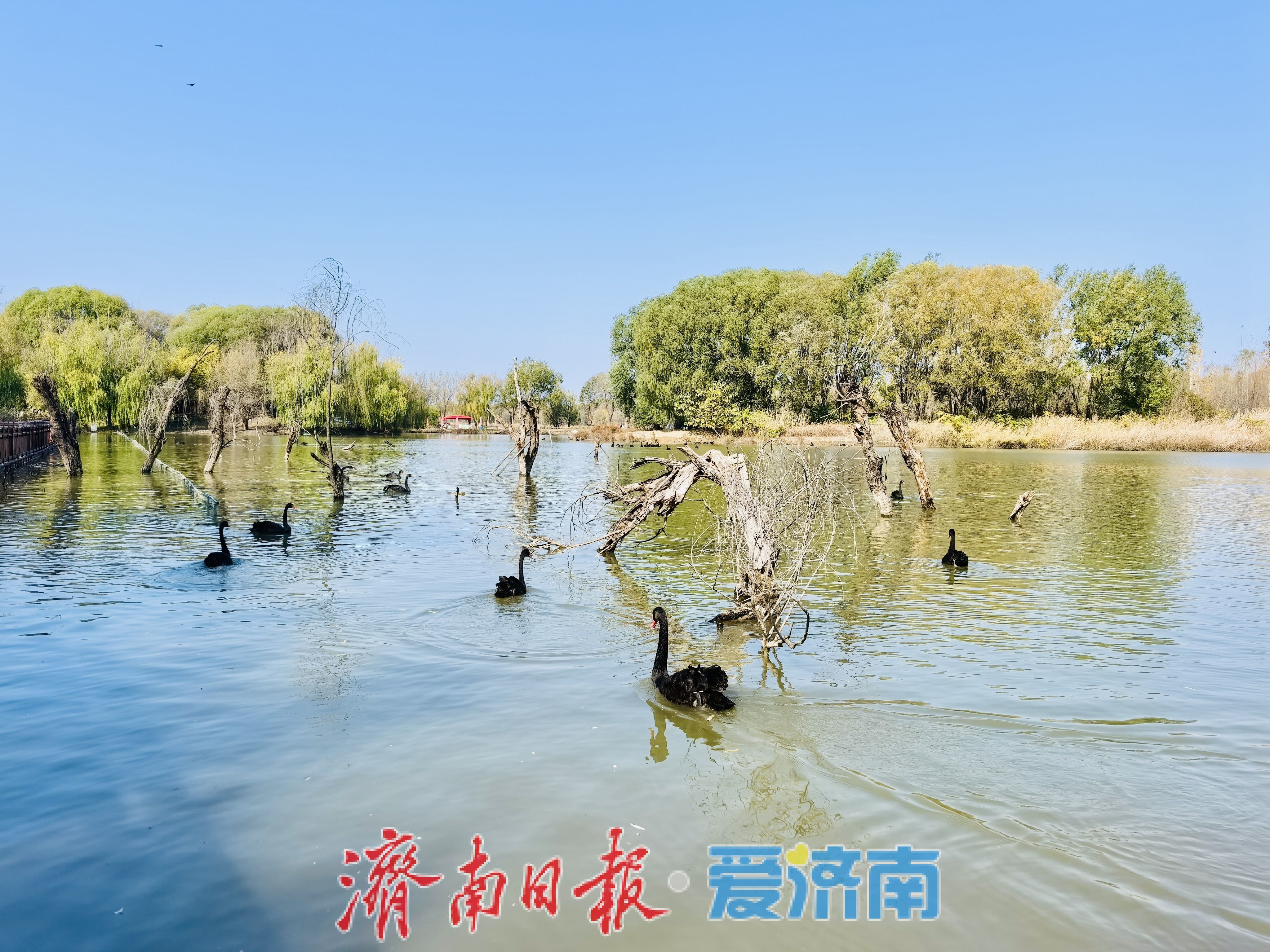 一年四季 泉在济南丨济西湿地秋意浓：水鸟翩跹戏碧波，生态画卷入眼来
