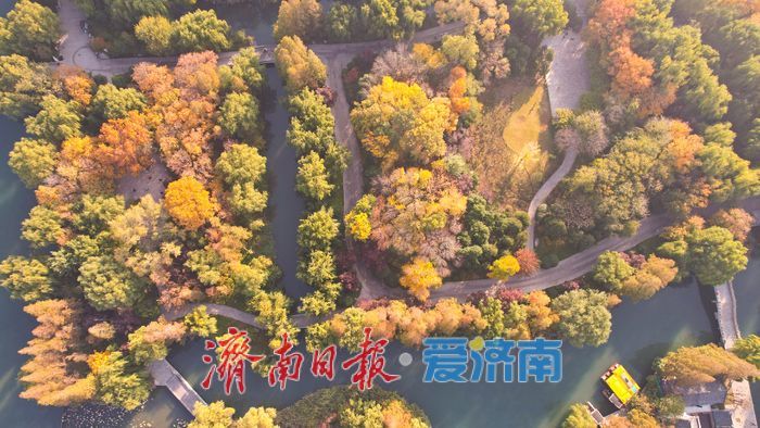 一年四季 泉在济南丨大明湖秋意浓 树木换彩妆绘美景