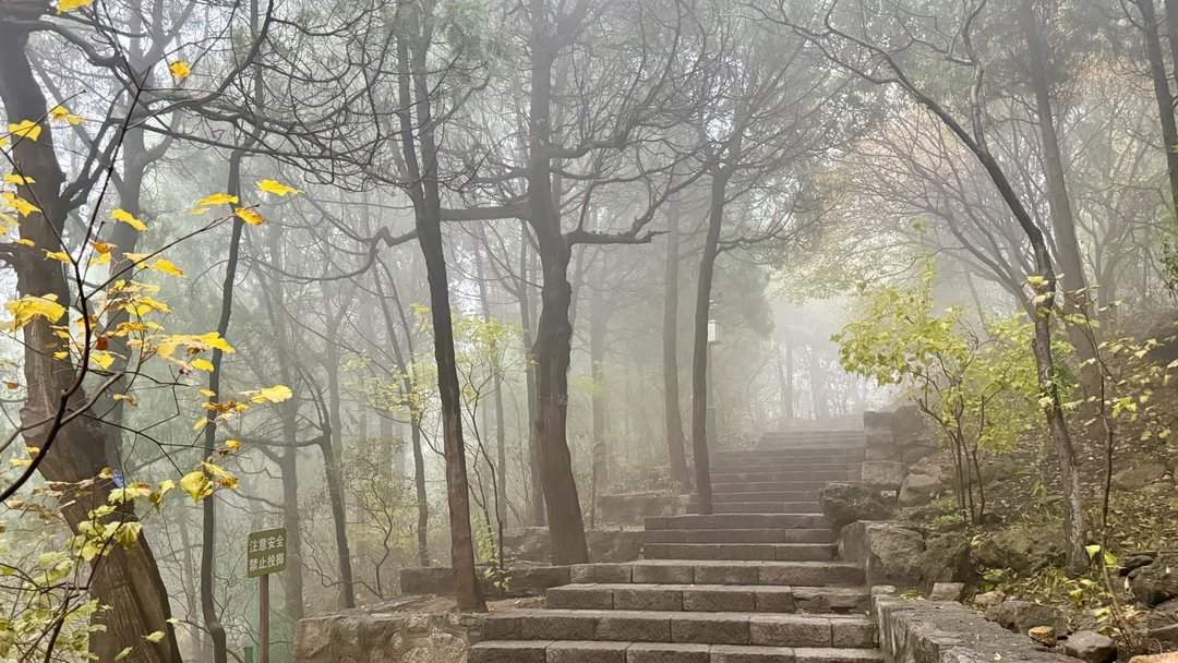 济南佛慧山：初冬木叶黄 山高雾沾衣