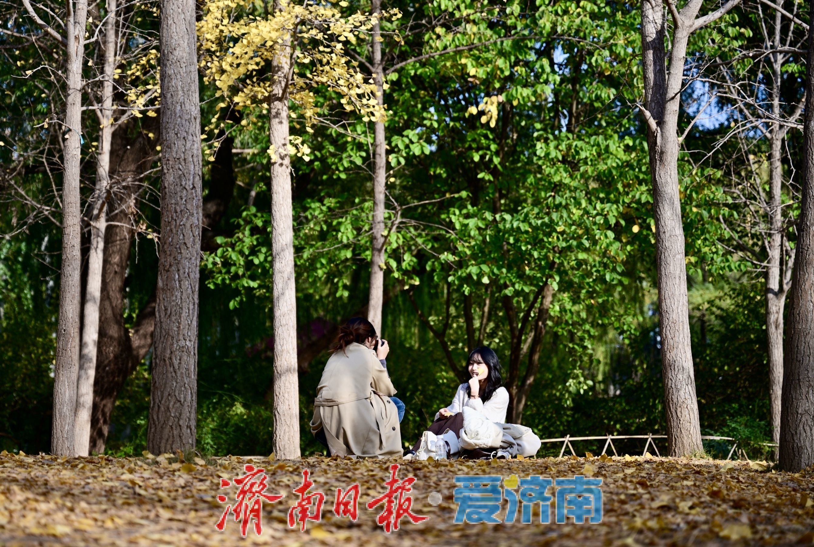 一年四季 泉在济南丨银杏洒金秋意浓 公园变身“天然影棚”