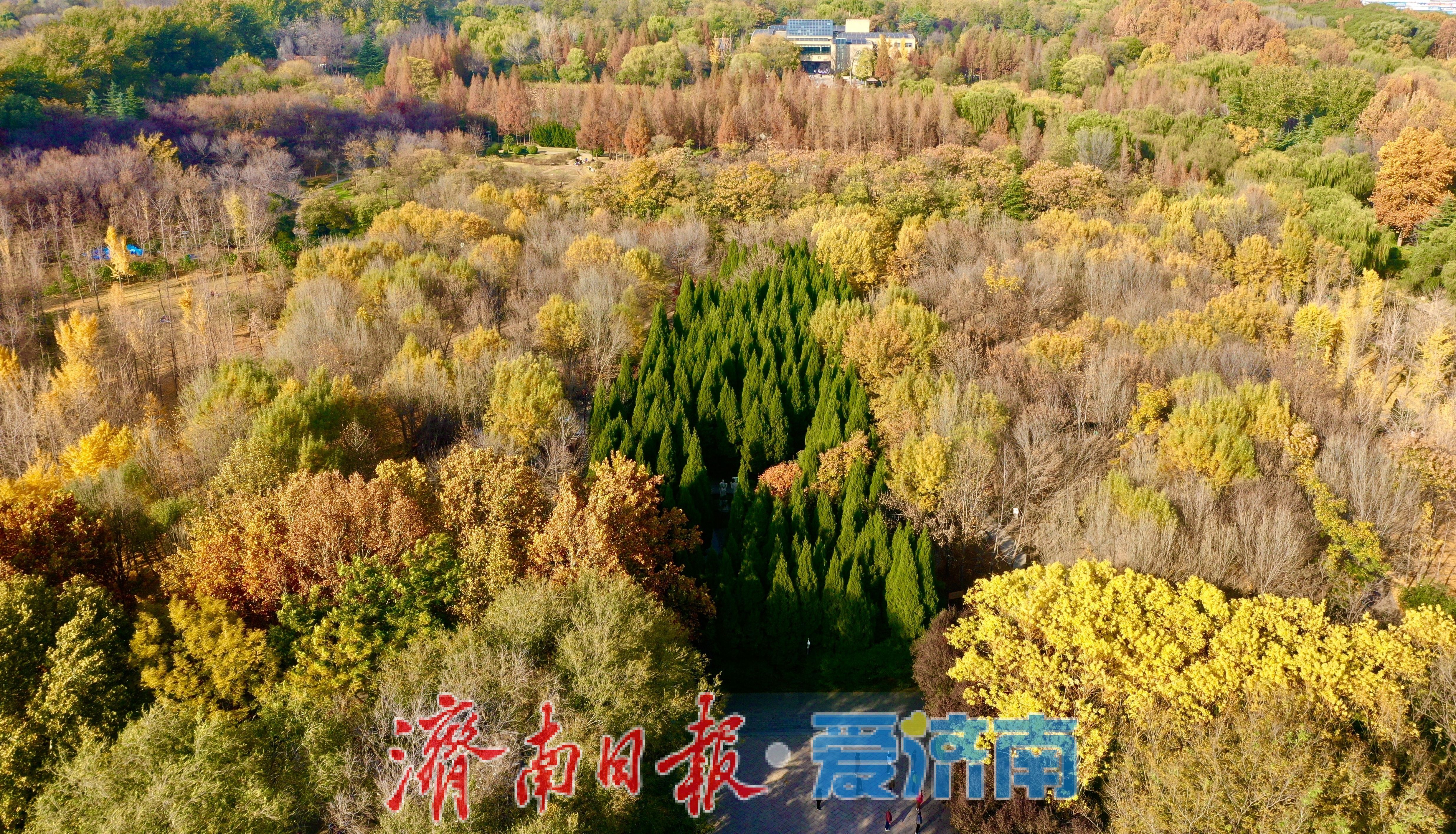 一年四季 泉在济南丨银杏洒金秋意浓 公园变身“天然影棚”