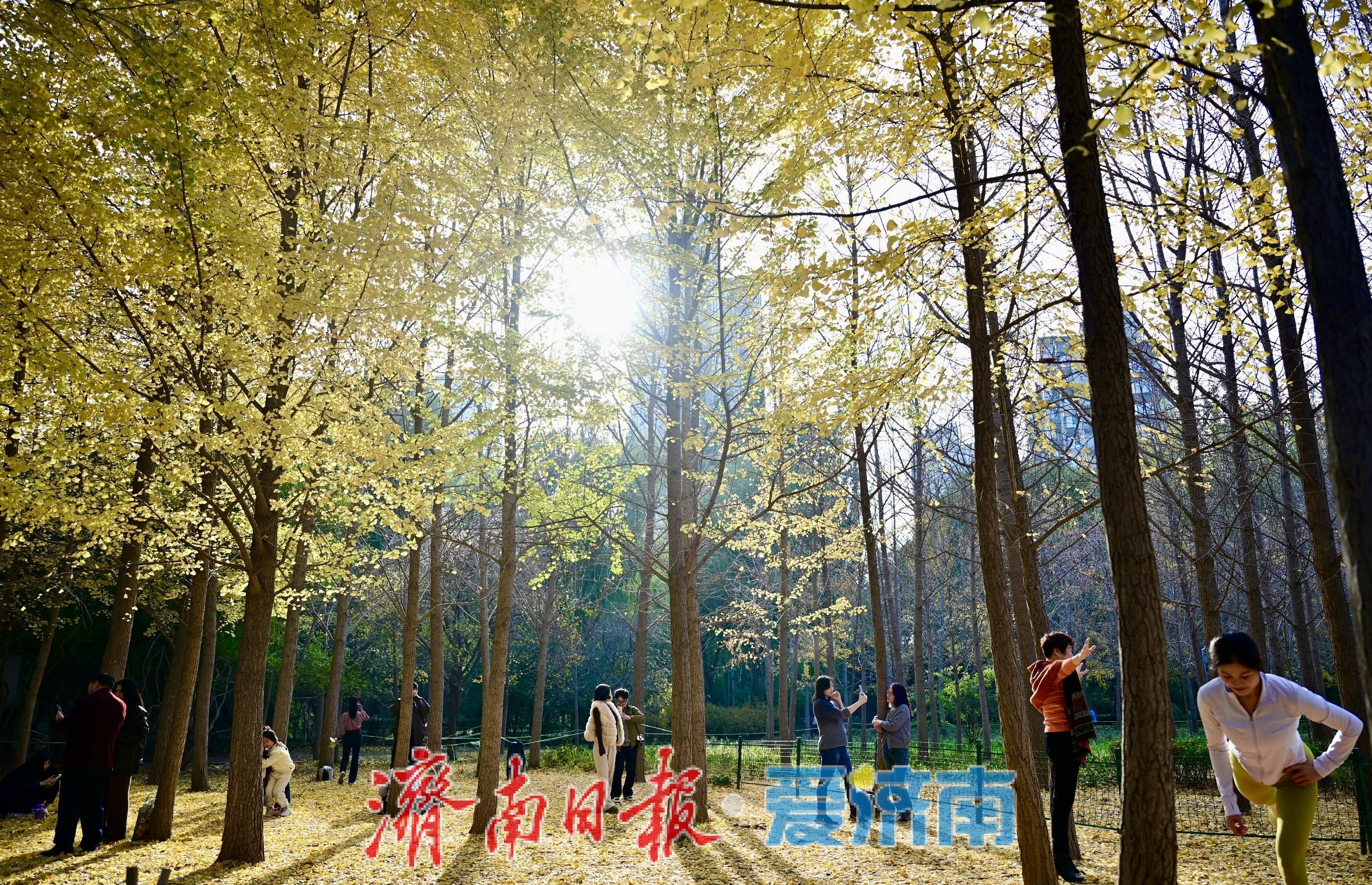 一年四季 泉在济南丨银杏洒金秋意浓 公园变身“天然影棚”