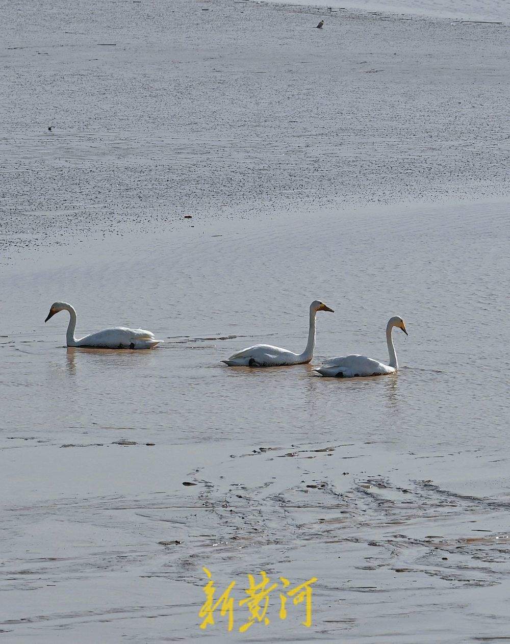 泉城“天鹅湖” 21只越冬大天鹅飞抵济南黄河北岸