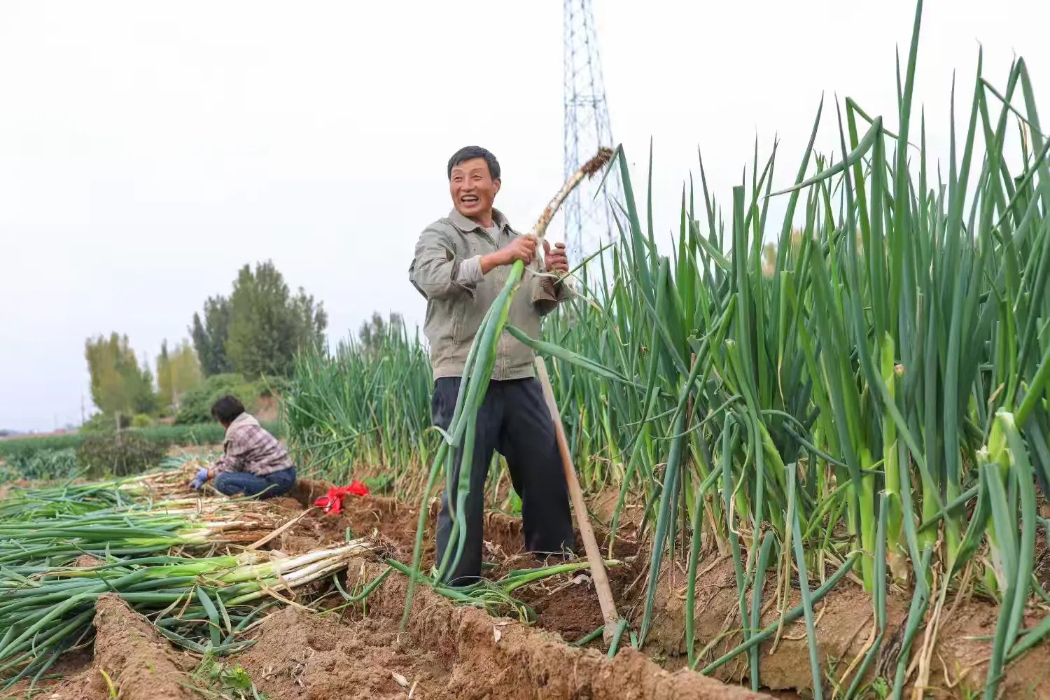 简篇-一棵葱“长”出35亿全产业链!