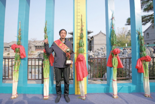 2.27米!2025年章丘“葱王”诞生 生吃都甜丝丝