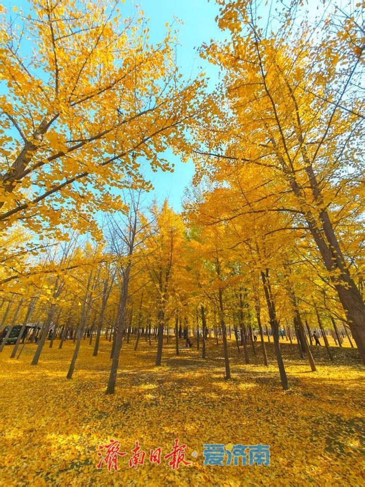 黄河银杏:初冬不褪的金黄盛景