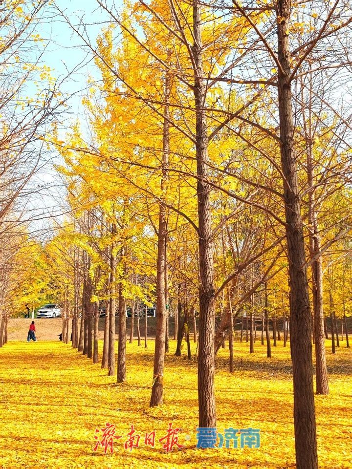 黄河银杏:初冬不褪的金黄盛景