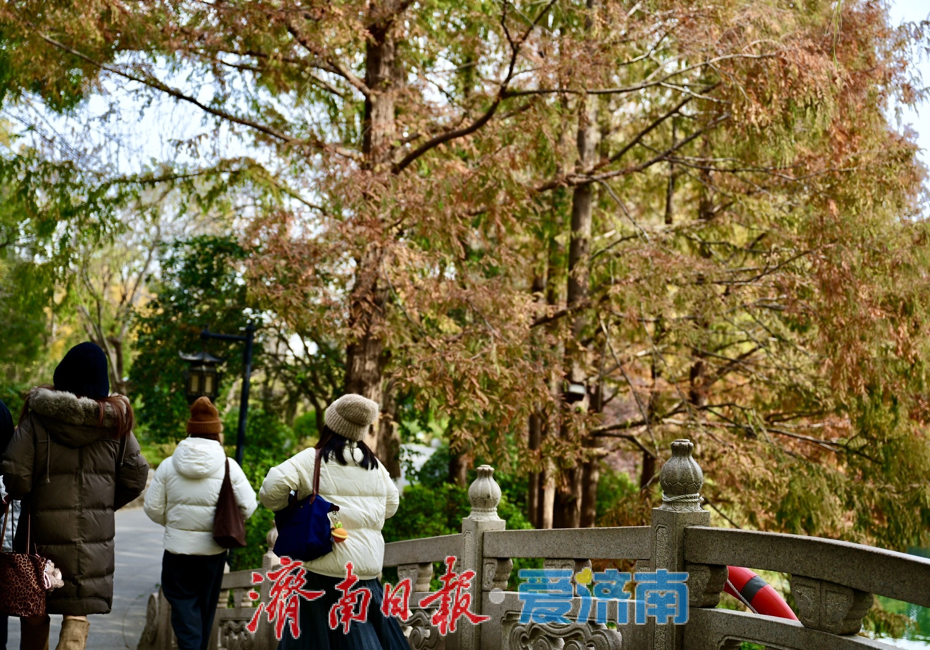 寒潮难挡游兴 大明湖初冬别具风情