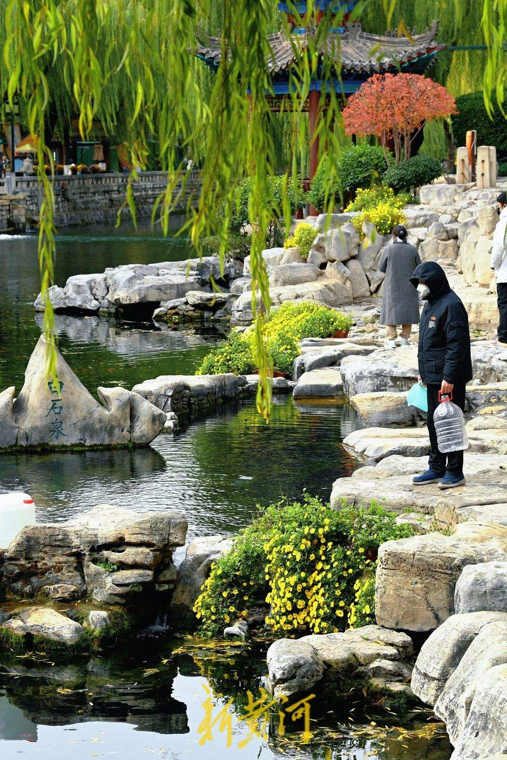 金菊绽放 扮靓冬日济南护城河畔