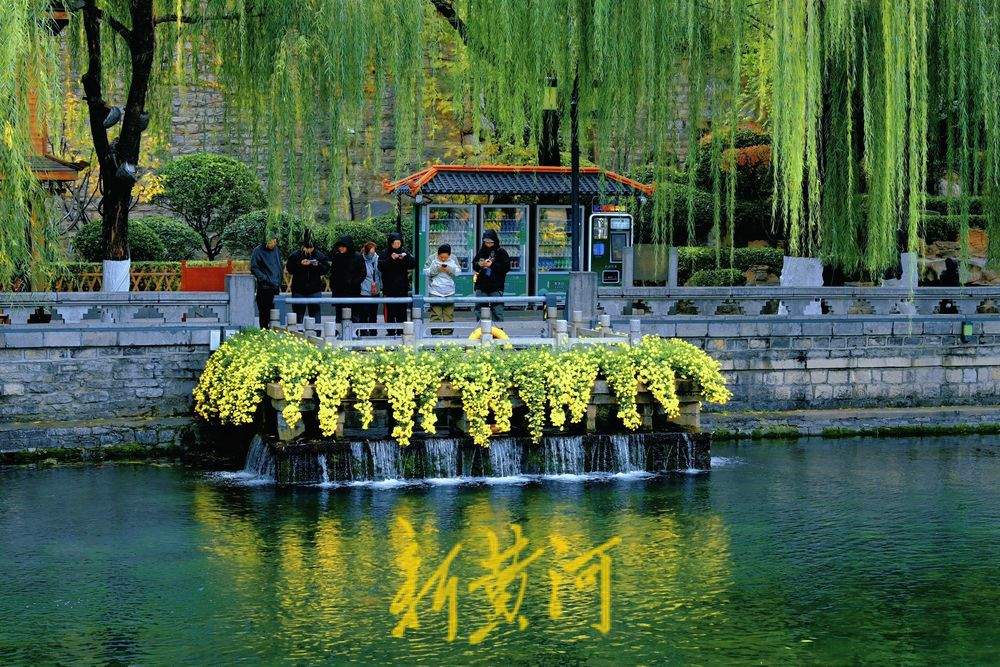 金菊绽放 扮靓冬日济南护城河畔