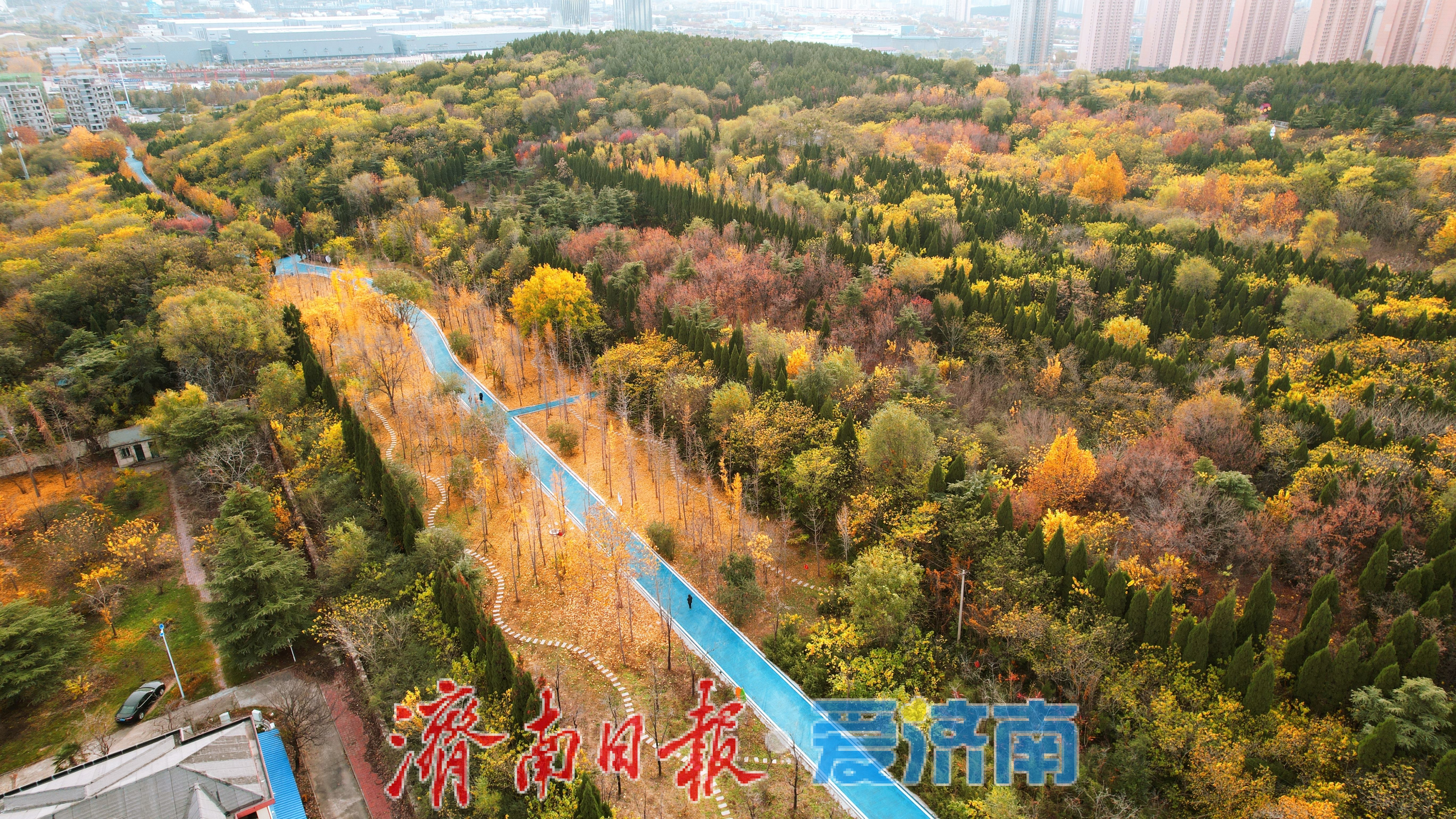 一年四季 泉在济南｜鲍山公园初冬限定美景 层林尽染如铺展天然画卷