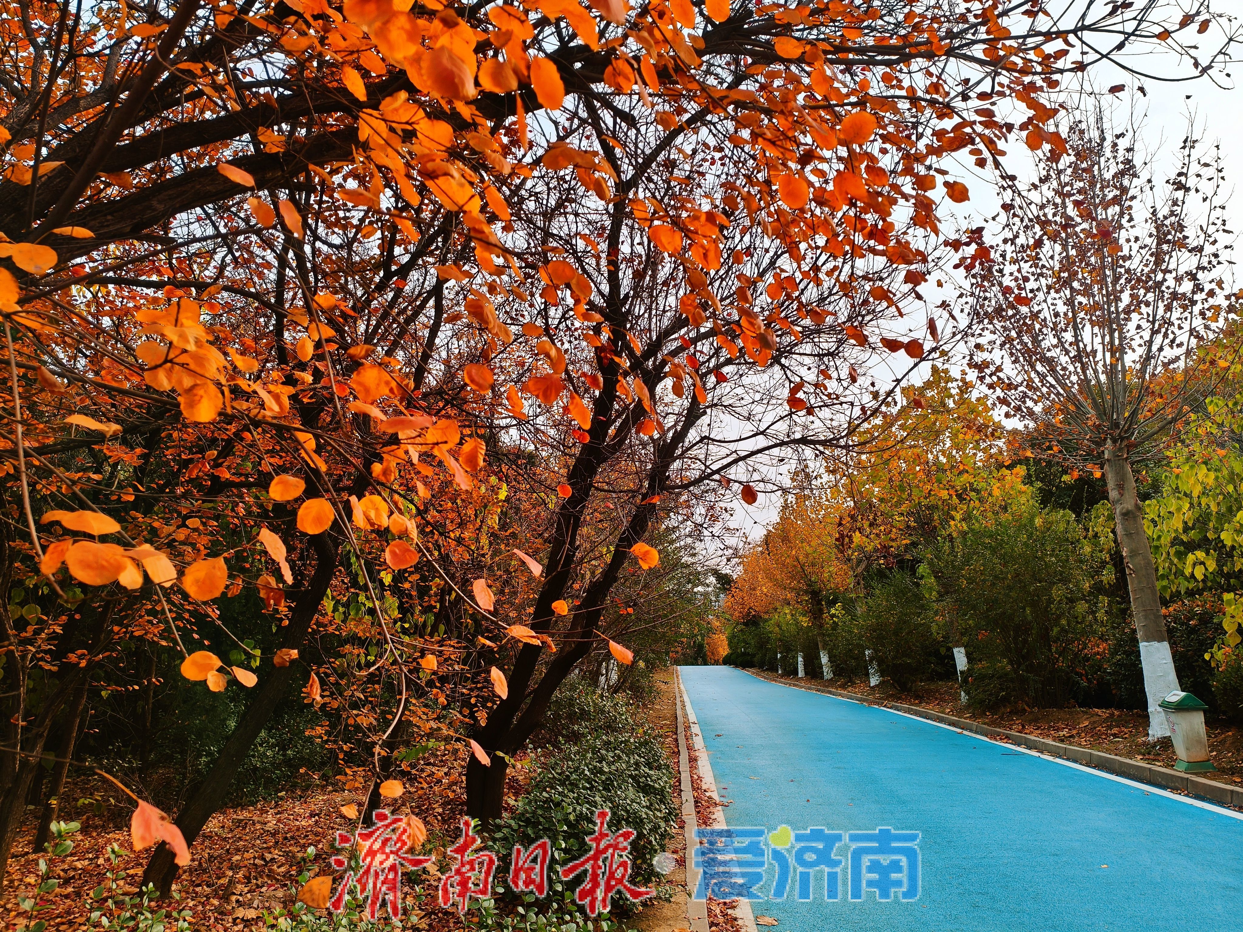 一年四季 泉在济南｜鲍山公园初冬限定美景 层林尽染如铺展天然画卷