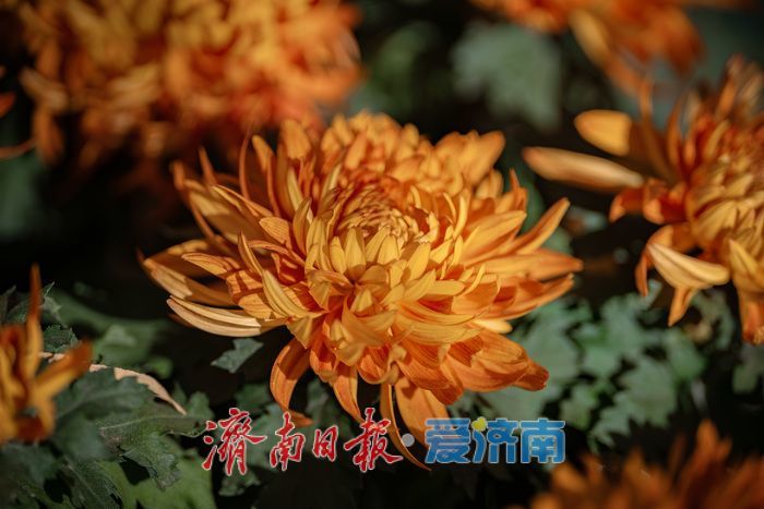 济南趵突泉菊展:初冬时节菊花争艳 满园锦绣引客来
