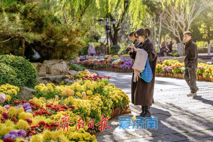 济南趵突泉菊展:初冬时节菊花争艳 满园锦绣引客来