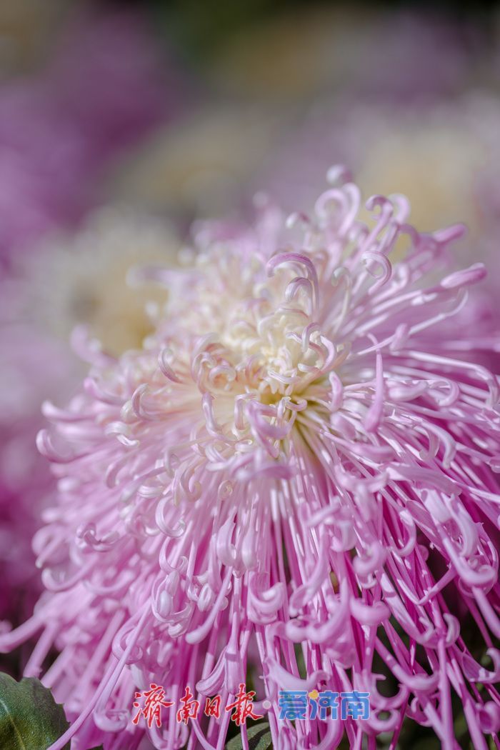 济南趵突泉菊展:初冬时节菊花争艳 满园锦绣引客来