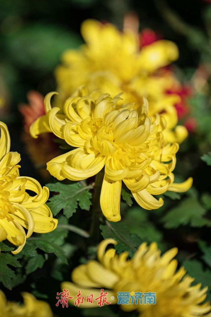 济南趵突泉菊展:初冬时节菊花争艳 满园锦绣引客来