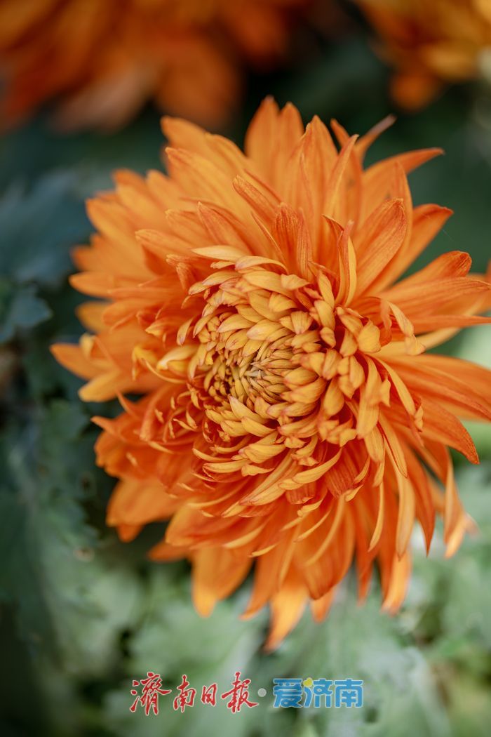 济南趵突泉菊展:初冬时节菊花争艳 满园锦绣引客来