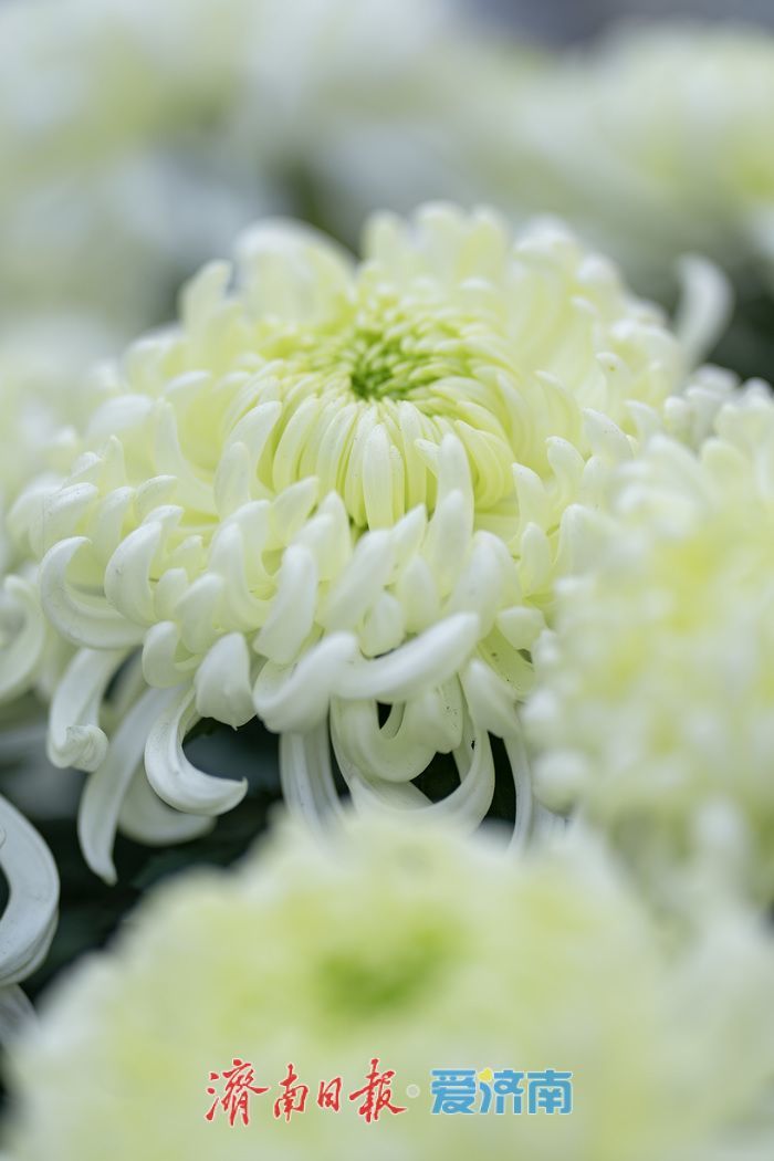 济南趵突泉菊展:初冬时节菊花争艳 满园锦绣引客来