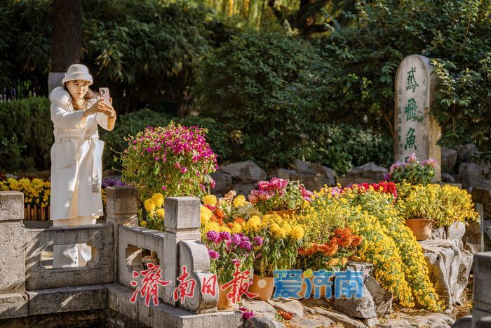 济南趵突泉菊展:初冬时节菊花争艳 满园锦绣引客来