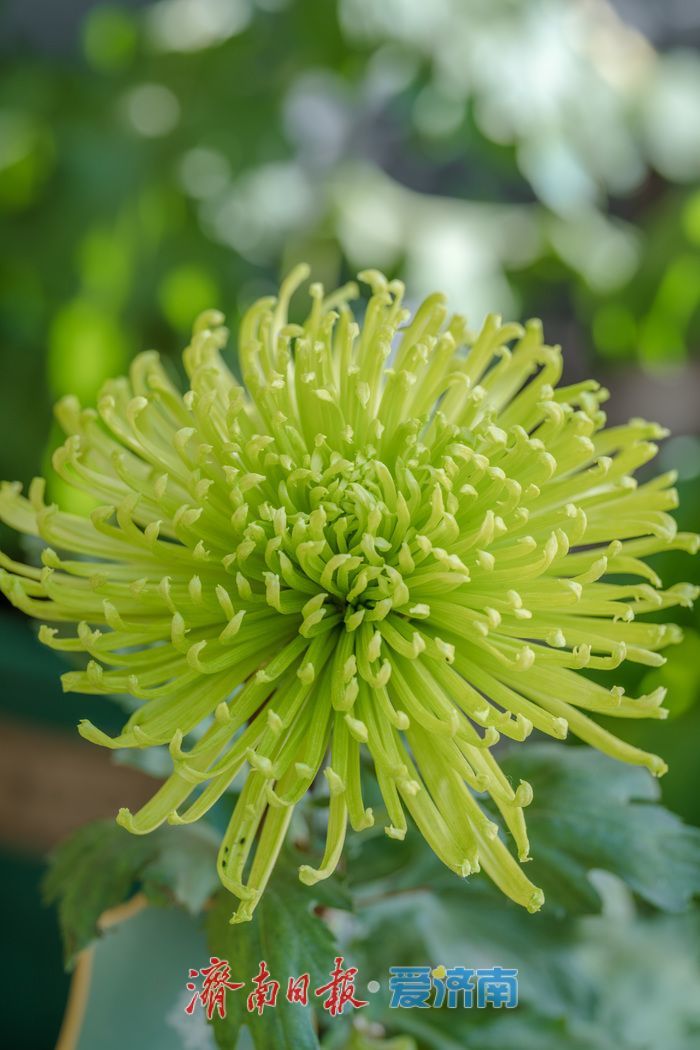 济南趵突泉菊展:初冬时节菊花争艳 满园锦绣引客来