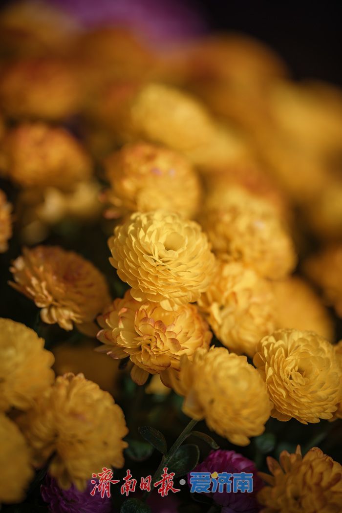 济南趵突泉菊展:初冬时节菊花争艳 满园锦绣引客来