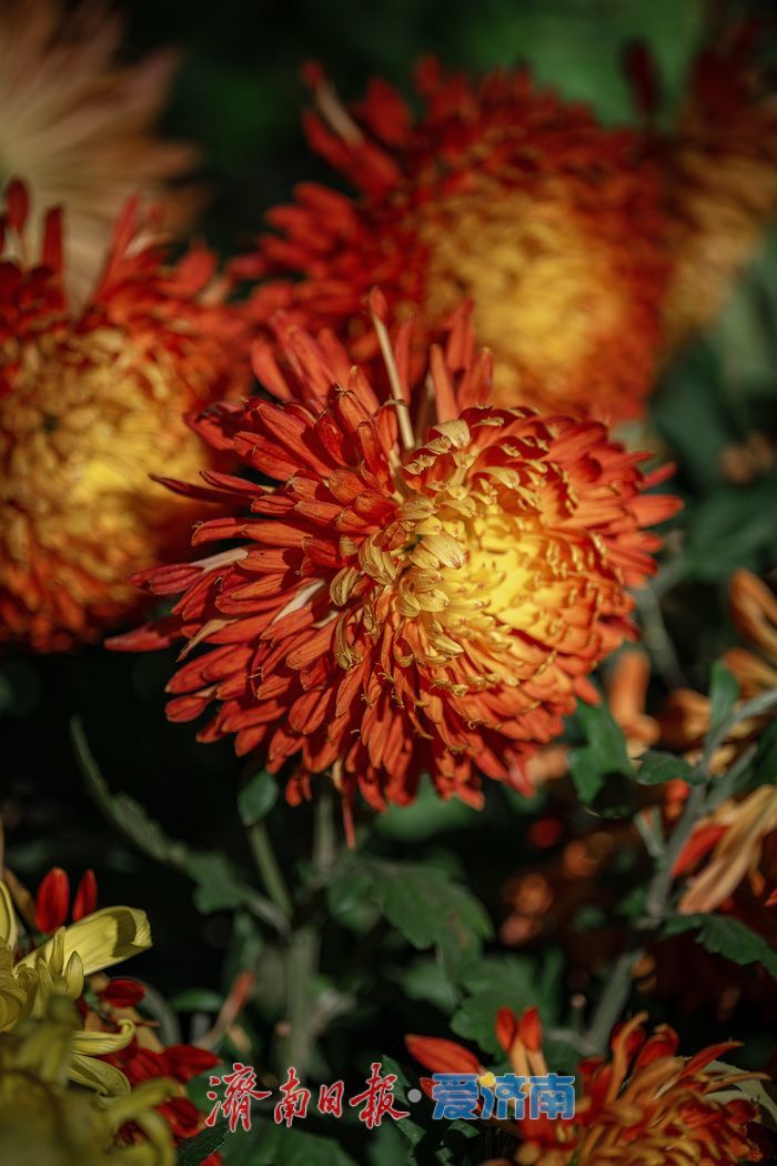 济南趵突泉菊展:初冬时节菊花争艳 满园锦绣引客来