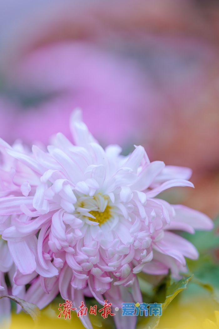 济南趵突泉菊展:初冬时节菊花争艳 满园锦绣引客来