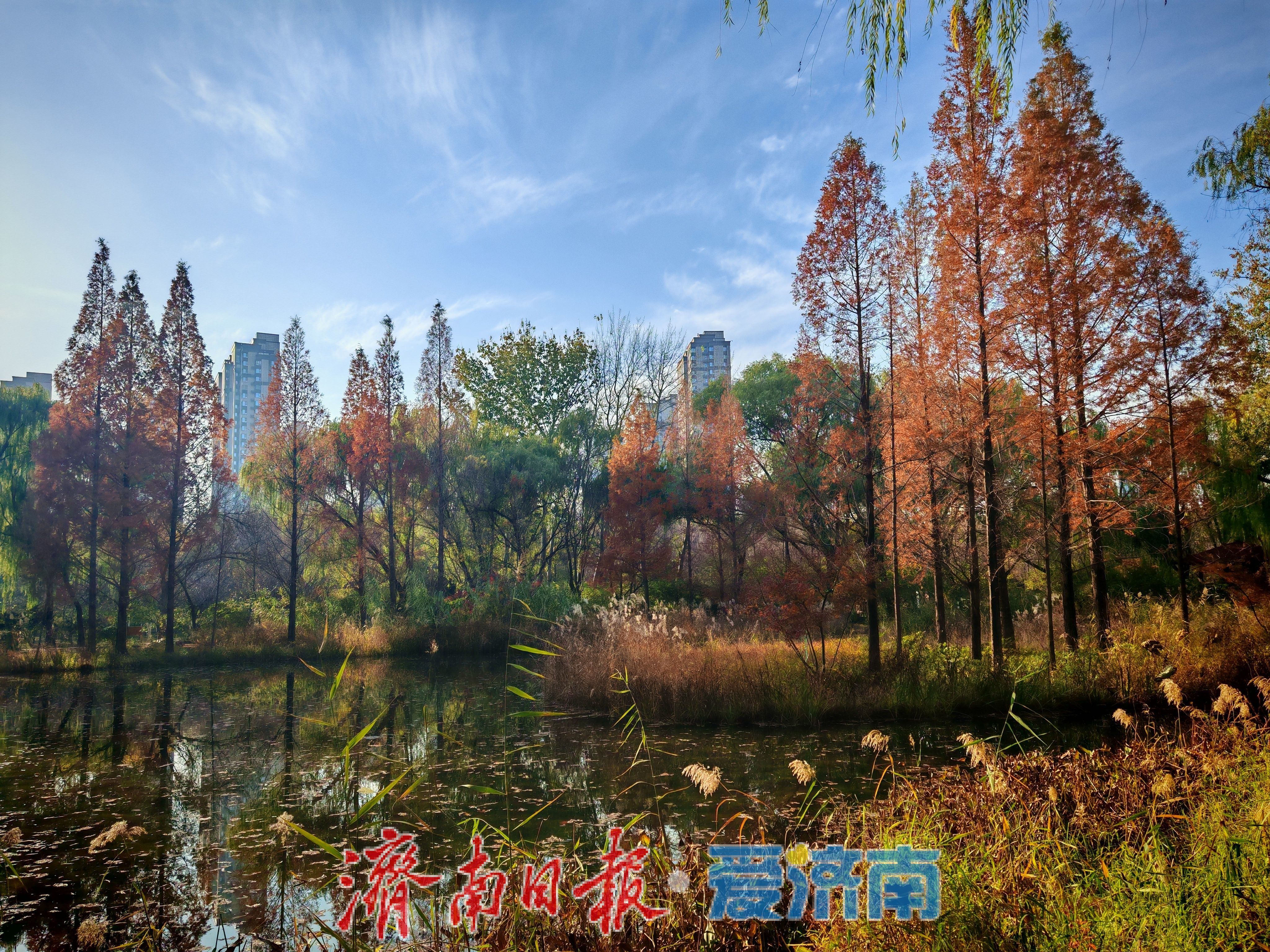 济南森林公园水杉林“红”了,这份惊艳藏不住了!