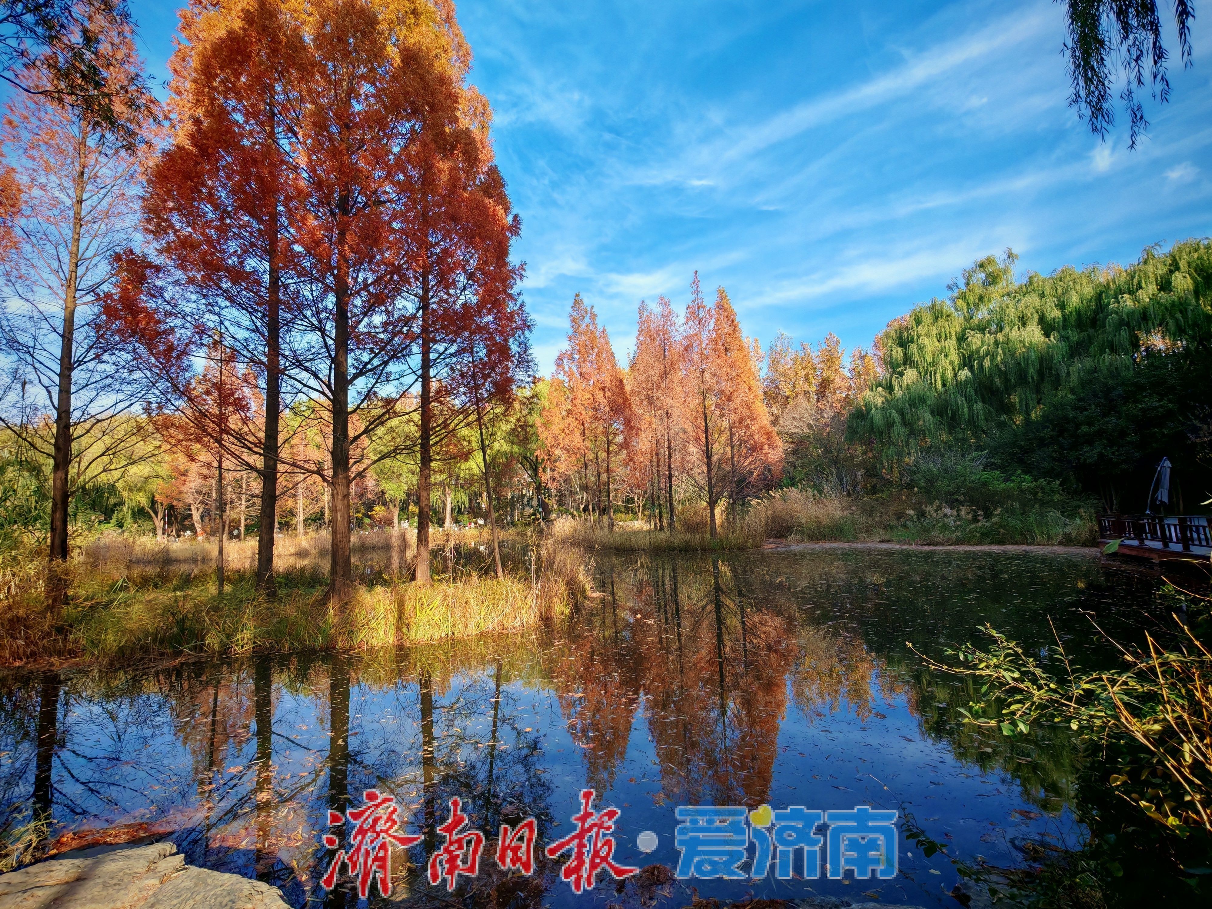 济南森林公园水杉林“红”了,这份惊艳藏不住了!