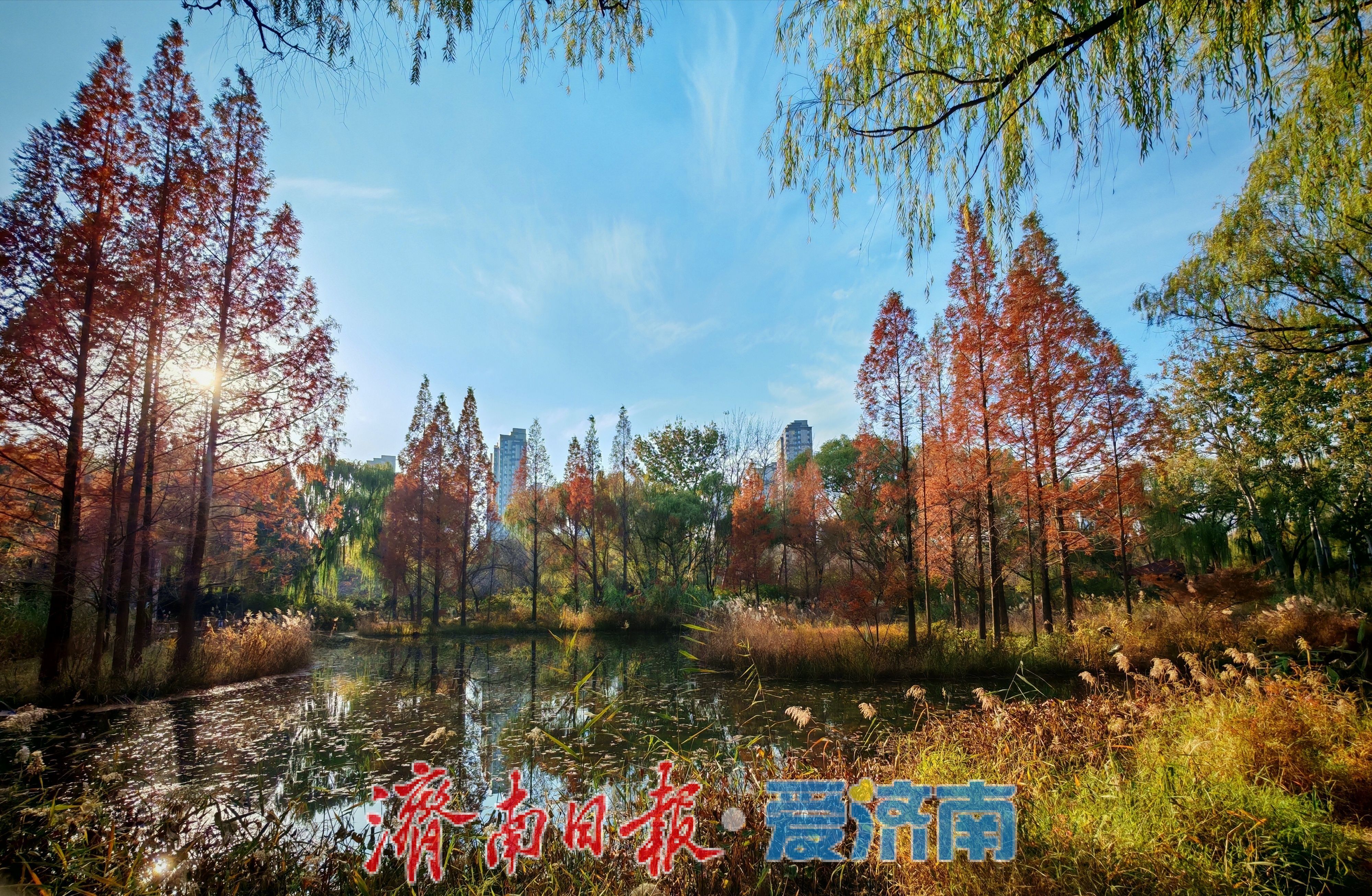 济南森林公园水杉林“红”了,这份惊艳藏不住了!