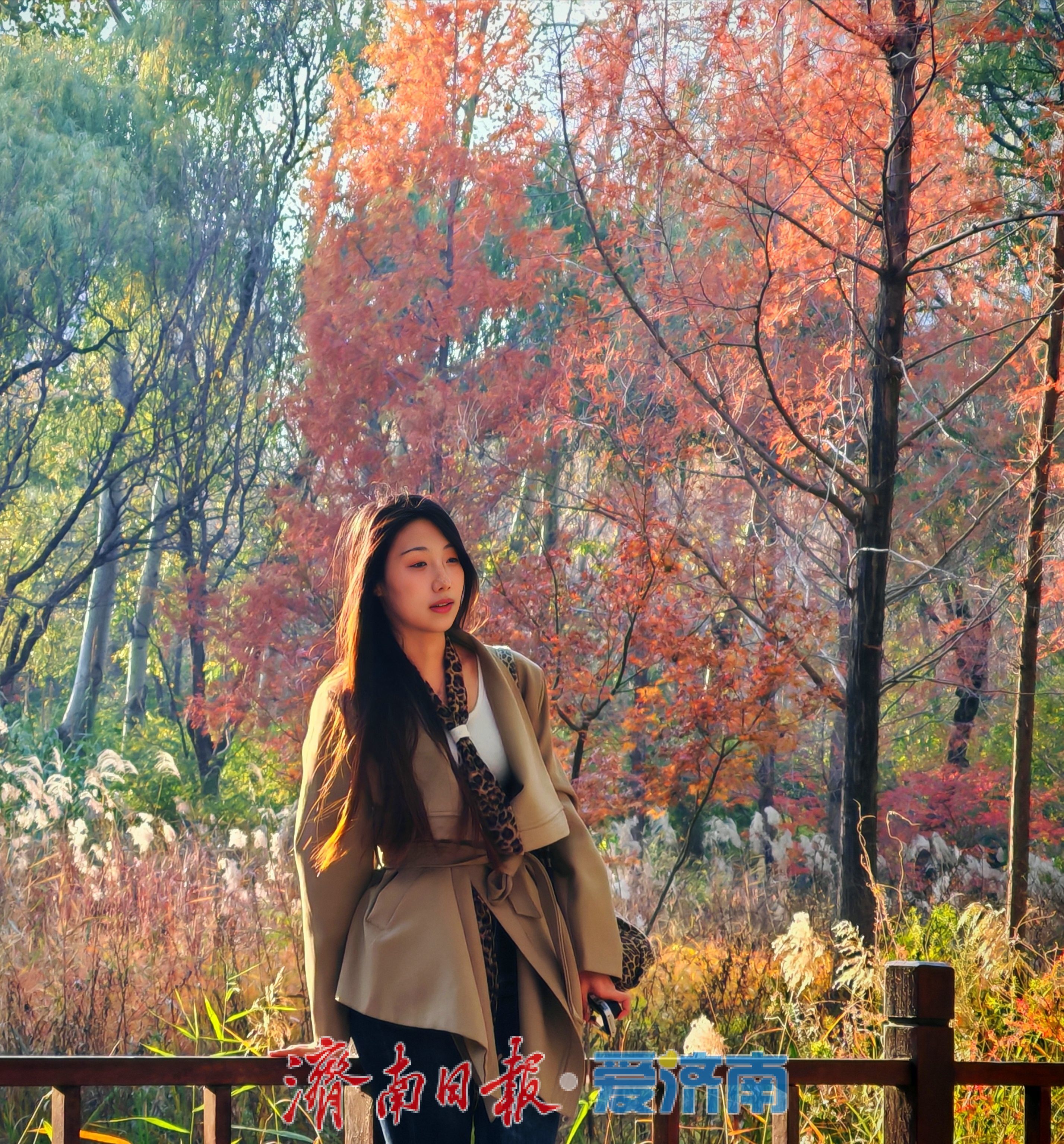 济南森林公园水杉林“红”了,这份惊艳藏不住了!