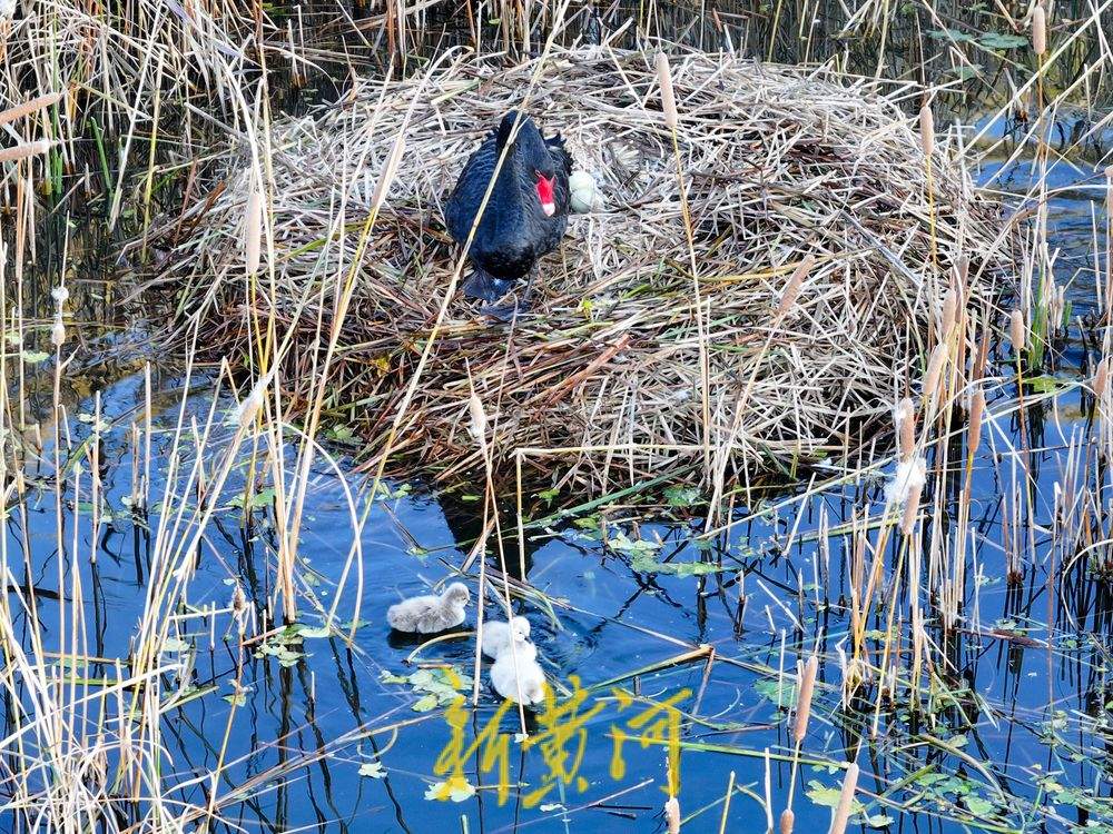 萌化了!跟着黑天鹅宝宝畅游济南华山湖