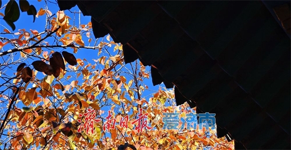 一年四季 泉在济南丨万竹园木瓜院美出圈，趵突泉公园深处藏着一处“黄金庭院”