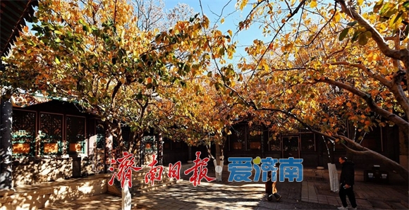 一年四季 泉在济南丨万竹园木瓜院美出圈，趵突泉公园深处藏着一处“黄金庭院”