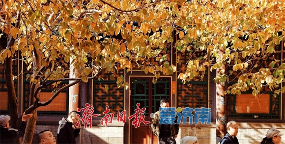 一年四季 泉在济南丨万竹园木瓜院美出圈，趵突泉公园深处藏着一处“黄金庭院”