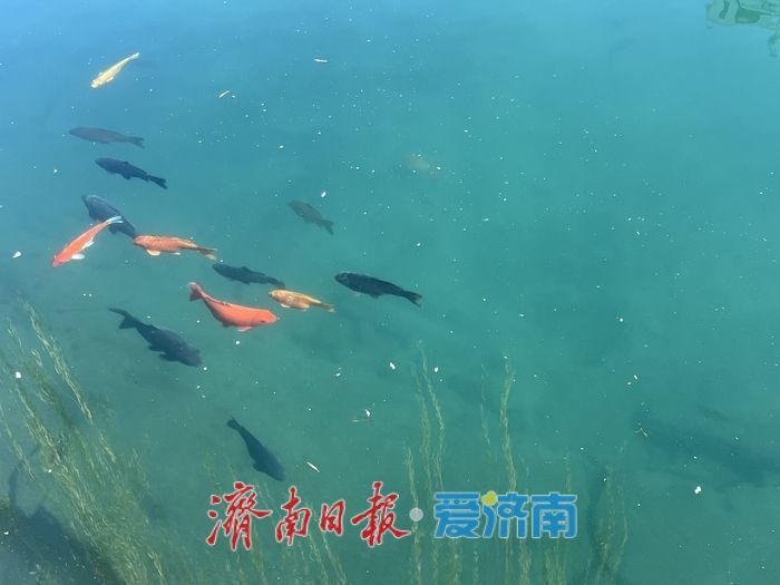 一年四季 泉在济南丨阳光洒满五龙潭 初冬景致引市民打卡休闲
