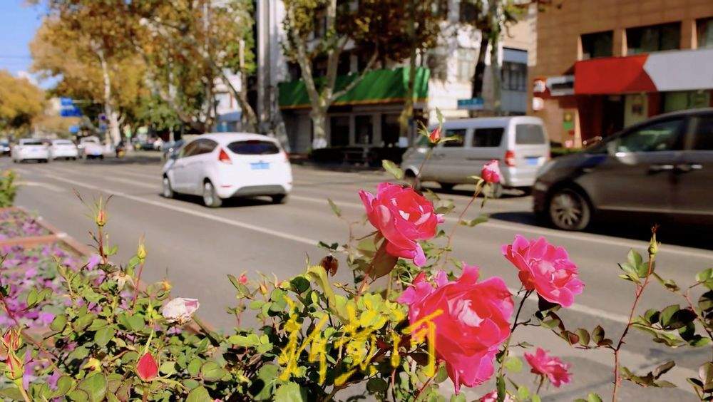 一年四季 泉在济南丨冬日花卉扮靓济南道路