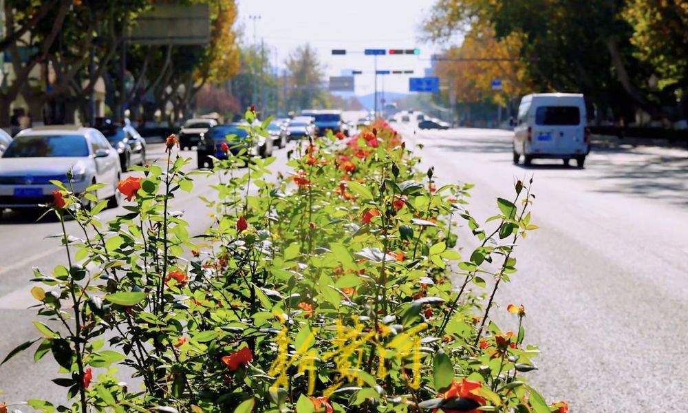 一年四季 泉在济南丨冬日花卉扮靓济南道路